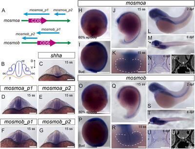 Mosmo Is Required for Zebrafish Craniofacial Formation